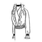 Ladies' Waist: Circa 1913