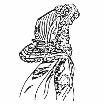 HMLBT-1-DB