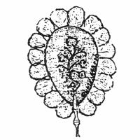 Fan with Braid Design c. 1857