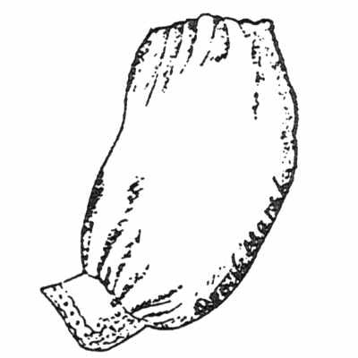 HMLSL-1-BS